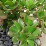 Crassula ovata অন্যান্য