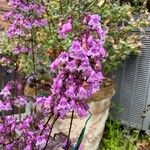 Penstemon digitalis Flor