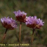 Armeria muelleri Fula