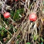 Rosa elliptica Fruto