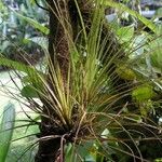 Tillandsia festucoides Celota