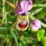 Ophrys tenthredinifera Λουλούδι