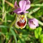 Ophrys tenthredinifera Blüte