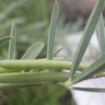 Indigofera lespedezioides Hoja