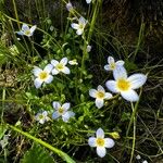 Houstonia serpyllifolia Flower