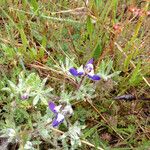 Lupinus bicolor Plante entière