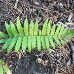 Dryopteris erythrosora 葉