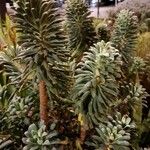 Euphorbia characias Blatt