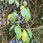 Cissus hypoglauca Fruit