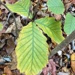 Fagus grandifolia Hoja