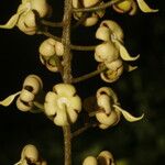 Fairchildia panamensis Blüte