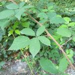 Rubus praticolor Outro