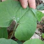 Asarum canadense Liść