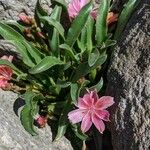 Lewisia longipetala ᱵᱟᱦᱟ