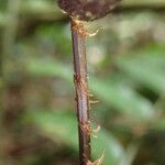 Lomariopsis hederacea その他の提案