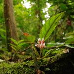 Begonia longipetiolata Other