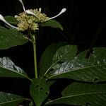 Palicourea tetragona Flower