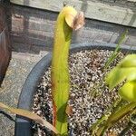 Sarracenia minor पत्ता