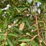 Combretum micranthum Blüte