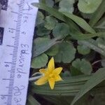 Hypoxis decumbens Flor