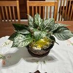 Aglaonema costatum Blatt