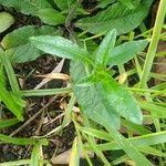 Elephantopus elatus Hoja