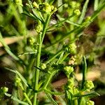 Gutierrezia microcephala Cvet