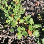 Eriogonum parvifolium Hoja