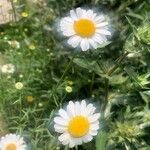 Leucanthemum gracilicaule