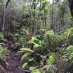 Blechnum cordatum ശീലം