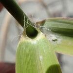 Phragmites karka Leaf