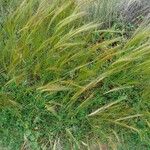 Hordeum jubatum Blatt