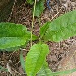 Chaptalia nutans Yaprak