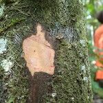 Balanops oliviformis Corteza