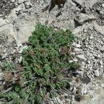 Teucrium pyrenaicum Habit