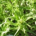 Madia sativa عادت داشتن