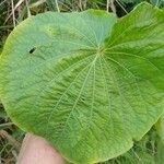 Piper umbellatum Leaf