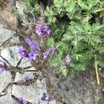 Lavandula pinnata Flower