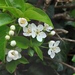 Prunus mahaleb Blüte