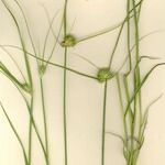 Carex bohemica Характер