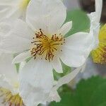 Sparrmannia africana Flower