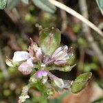 Iberis saxatilis Fruit