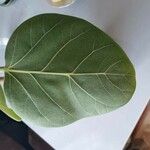 Ficus benghalensis Blatt