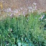 Cardamine pratensis Celota