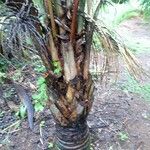 Syagrus comosa Corteza