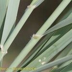 Arundo plinii Arall