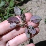 Amaranthus palmeri Leaf