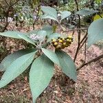 Solanum mauritianumFulla