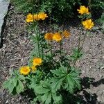 Trollius chinensis ഇല