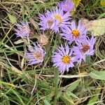 Tripolium pannonicum 花